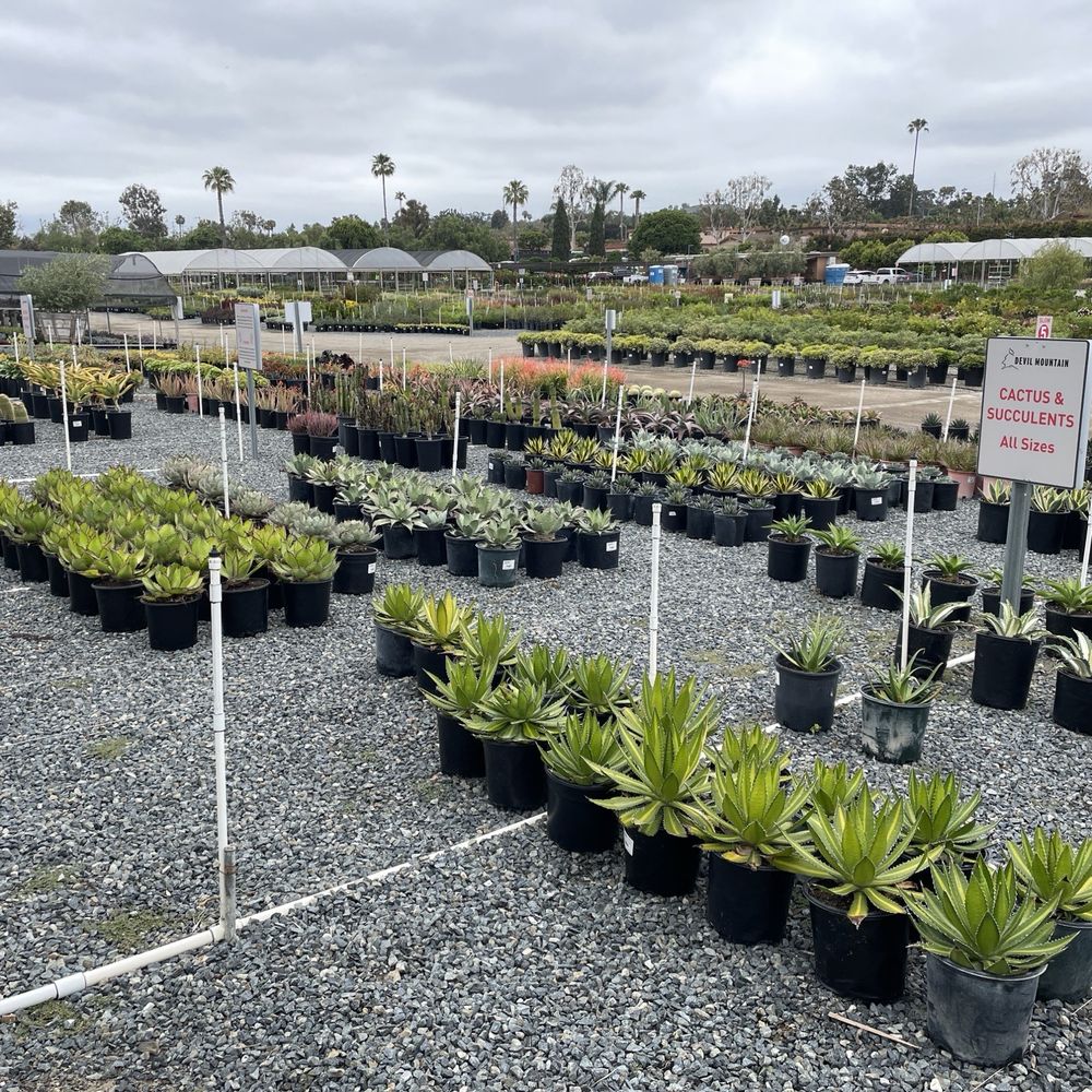 Growing Green Starting an Urban Garden in San Clemente