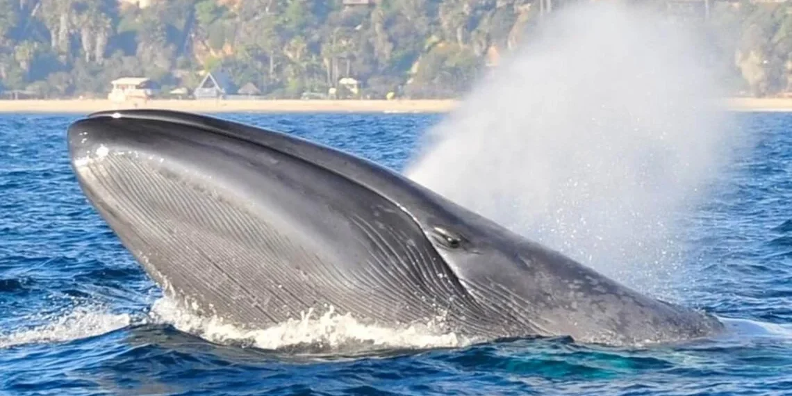 The Rise of Short-Term Rentals in Dana Point Trends, Impacts, and Future Outlook