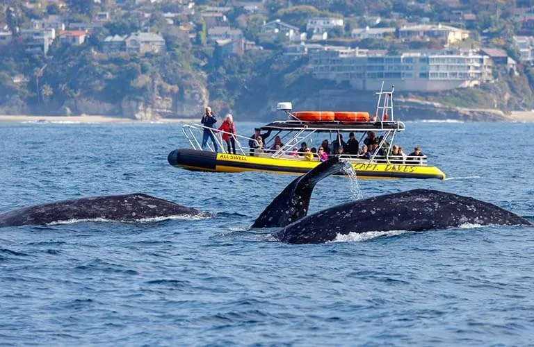 Whale Watching and Real Estate Dana Point’s Unique Draw