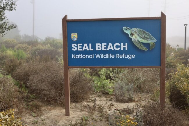 Seal Beach National Wildlife Refuge- A Tenant’s Guide to Nature