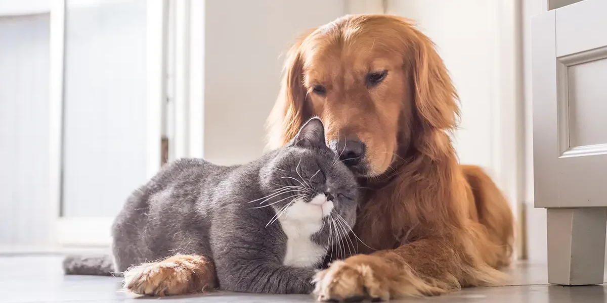 Why Newport Beach Tenants Prefer Pet-Friendly Rentals