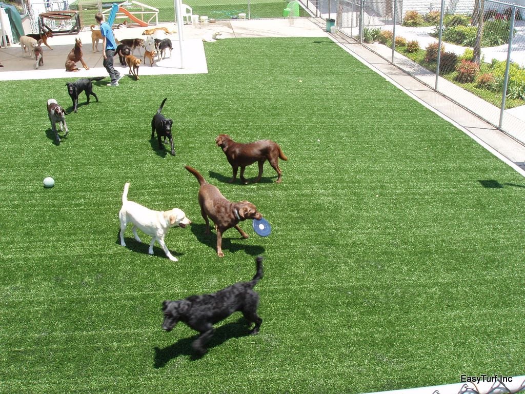 The Best Pet Parks Near Lake Forest Homes