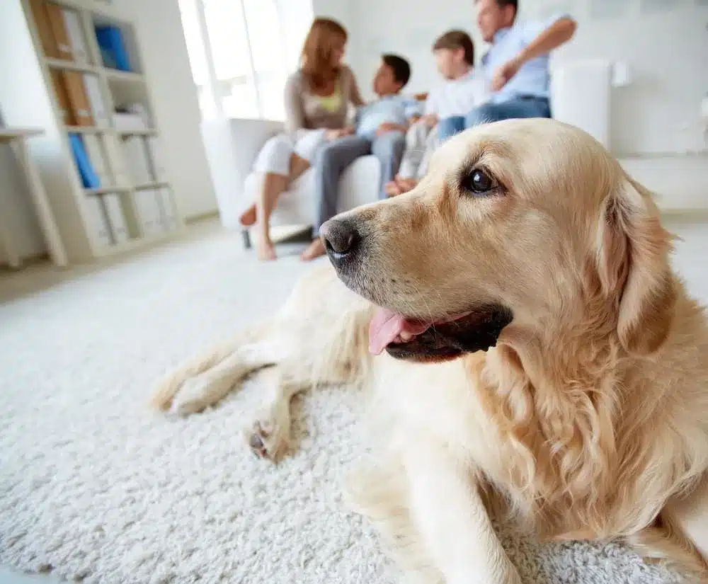 Discovering Pet-Friendly Condos in Seacliff, Huntington Beach A Comprehensive Guide for Pet Owners