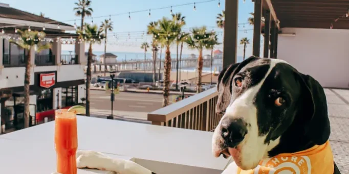 Discovering Pet-Friendly Condos in South Huntington Beach A Guide for Animal Lovers